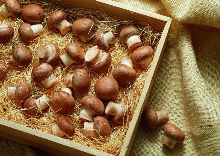 蘑菇怎么做好吃 www.osxg.com.cn