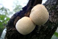 猴頭菇的做法 www.osxg.com.cn