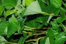 �~�Ȳݵ����� www.osxg.com.cn