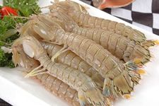 琵琶蝦 www.osxg.com.cn